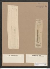 Navicula gentilis Donk. (de-Toni-Nr.: Genus 1, Species 6) Zeichnungen Sammlung Grunow Nr. 22 (NHMW-BOT-W0366205)